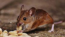 24 Hour & Emergency Exterminators in Bainbridge, GA